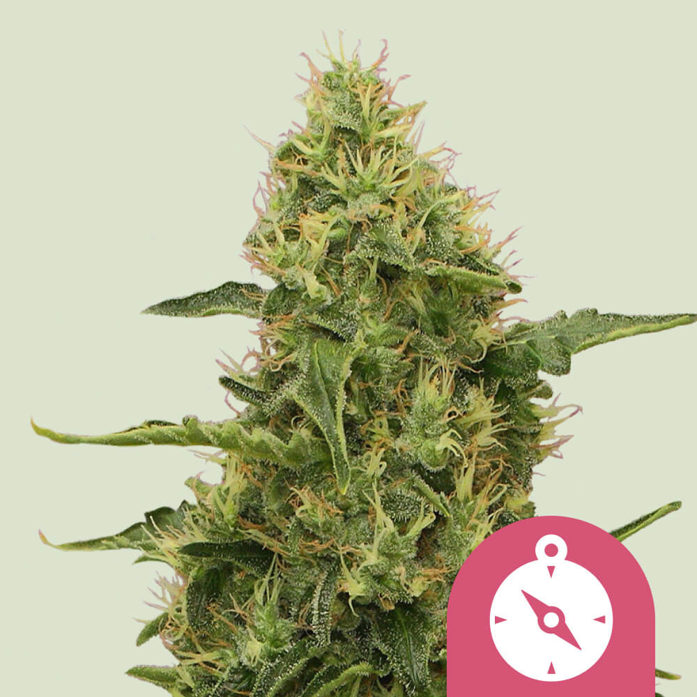 Compre Sementes De Can Bis Feminizada Northern Lights Royal Queen Seeds