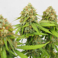 Adquira Sementes De Can Bis Feminizada Critical Royal Queen Seeds