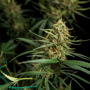 Compre Sementes De Can Bis Hulkberry Auto Royal Queen Seeds