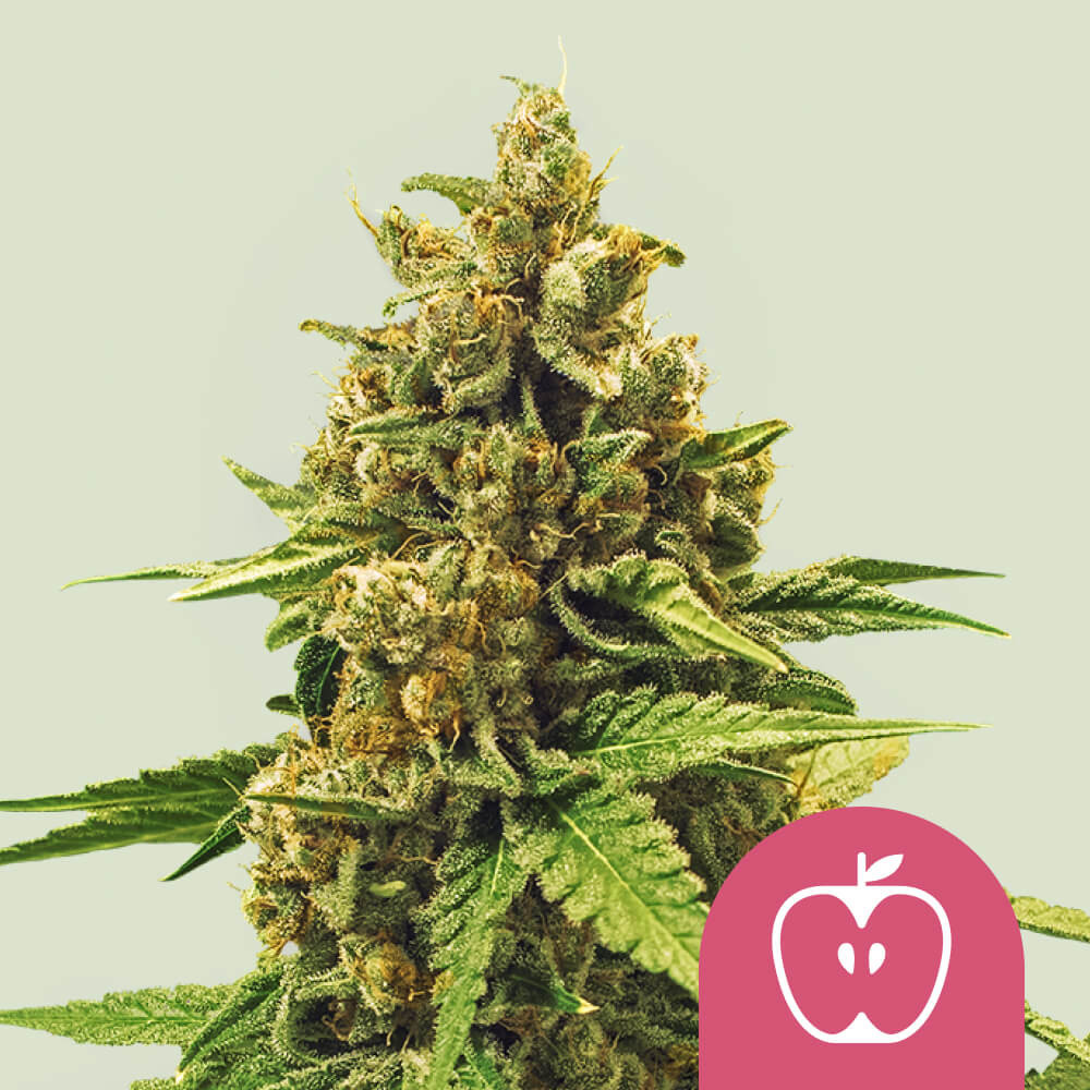 Compre sementes de canábis feminizada Apple Fritter Royal Queen Seeds