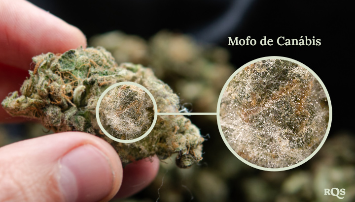 Um close-up de mofo crescendo em um broto de cannabis. O mofo é uma substância branca e peluda que cobre a superfície do broto.