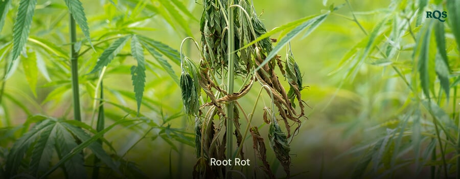 Planta de cannabis afetada pela podridão das raízes, com folhas amarelas e caídas, causada por excesso de rega e drenagem inadequada. Destaque para as folhas amarelas de cannabis e sintomas de maconha amarela.