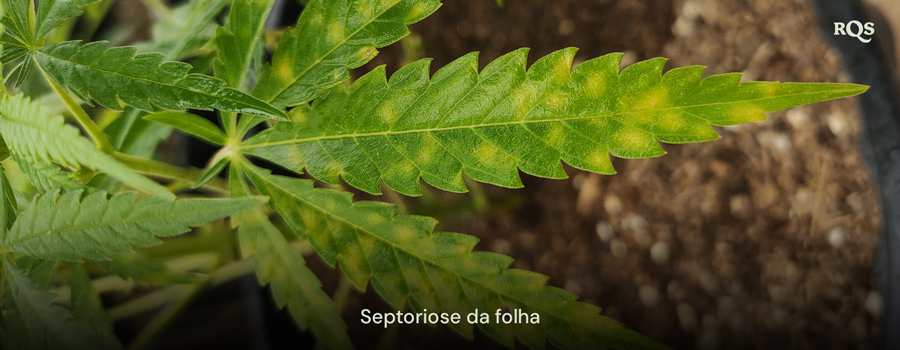 Folha de cannabis afetada por septoriose foliar, mostrando manchas amarelas e descoloração causada por infecção fúngica. Exemplo de folhas de cannabis amareladas e manchas amarelas nas folhas.