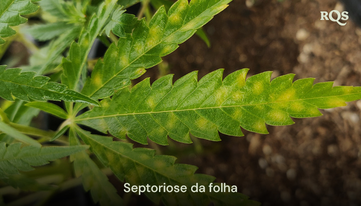 Folha de cannabis afetada por septoriose foliar, mostrando manchas amarelas e descoloração causada por infecção fúngica. Exemplo de folhas de cannabis amareladas e manchas amarelas nas folhas.