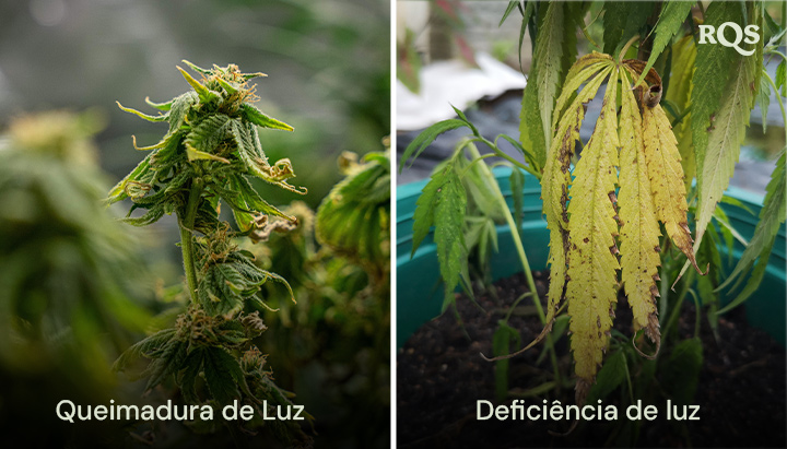 Comparação de folhas de cannabis mostrando danos por queimadura de luz e deficiência de luz, com descoloração amarela e marrom. Relacionado ao amarelecimento de folhas de cannabis devido ao estresse de luz.