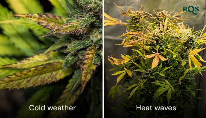 Comparação lado a lado de folhas de cannabis danificadas pelo frio e ondas de calor, com amarelecimento e ondulação visíveis. Destaque para o estresse ambiental em folhas de cannabis amarelando.