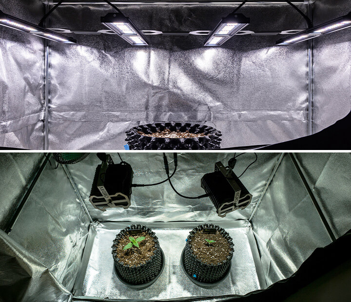 Imagem de mudas de cannabis saudáveis sob iluminação suave, demonstrando a importância da exposição adequada à luz durante a fase de mudas. As mudas estão vibrantes e robustas, exibindo as condições de cultivo ideais recomendadas para o crescimento ideal. Este visual apoia o artigo sobre como dominar a fase de mudas no cultivo de cannabis.