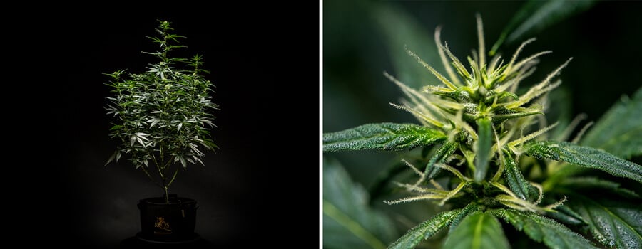 Planta de cannabis Mimosa Auto na Semana 6 de floração, exibindo uma estrutura bem desenvolvida com várias ramificações e folhagem densa, juntamente com uma visão de perto dos botões florais com pistilos e tricomas visíveis.