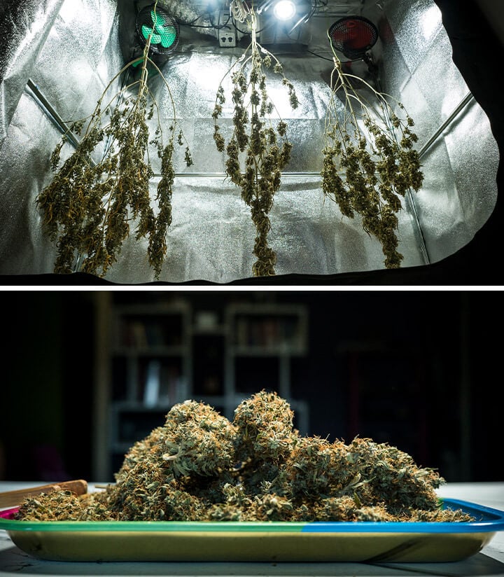 Botões de cannabis Mimosa Auto secando em uma sala de cultivo reflexiva após a colheita, exibindo condições ideais de secagem para máxima preservação de terpenos e potência.