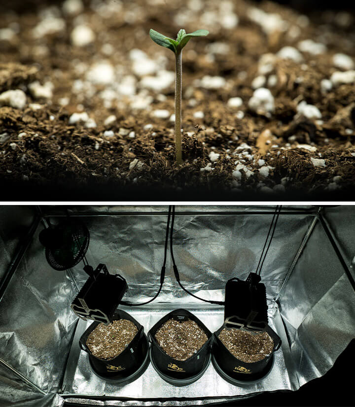 Muda de cannabis Mimosa Auto na primeira semana, germinando em uma tenda de cultivo sob iluminação controlada, marcando o início de um diário de cultivo detalhado para Mimosa Auto.