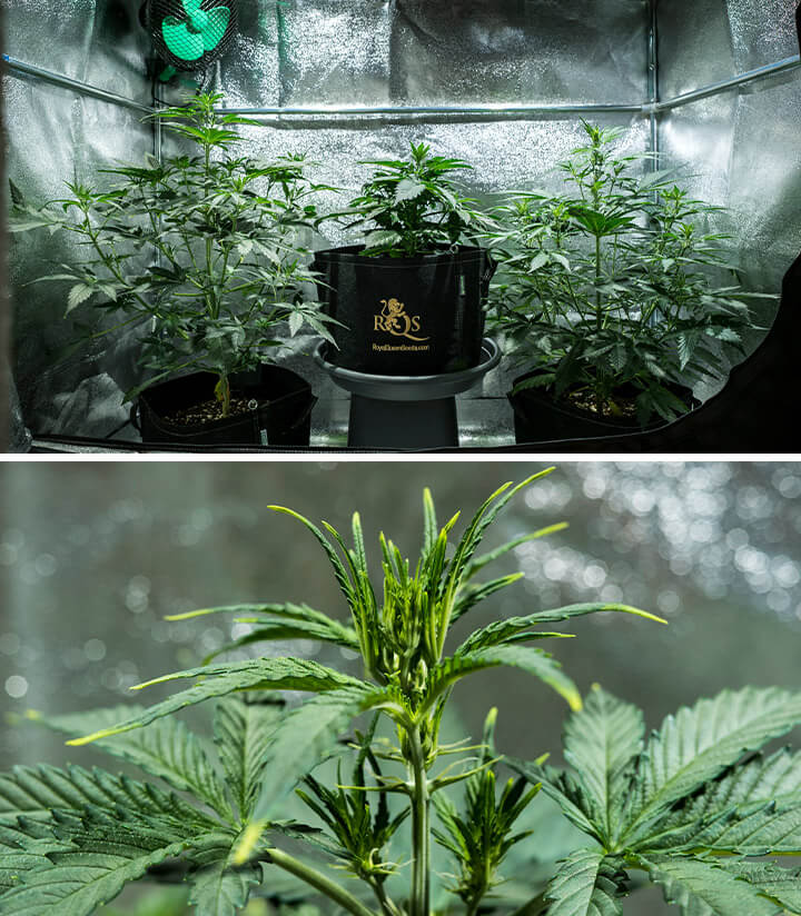 Plantas de cannabis Mimosa Auto na fase vegetativa, atingindo 55 cm de altura, exibindo uma copa saudável em uma tenda de cultivo reflexiva, com pré-flores começando a aparecer.