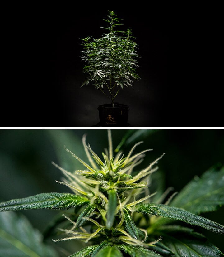 Planta de cannabis Mimosa Auto na Semana 6 de floração, exibindo uma estrutura bem desenvolvida com várias ramificações e folhagem densa, juntamente com uma visão de perto dos botões florais com pistilos e tricomas visíveis.