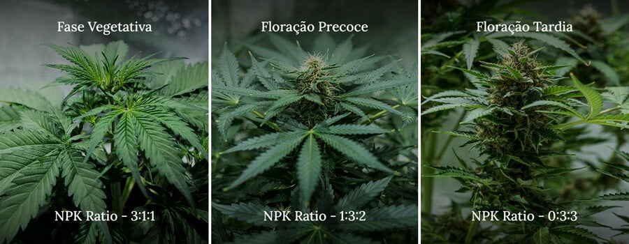 NPK ratio in cannabis