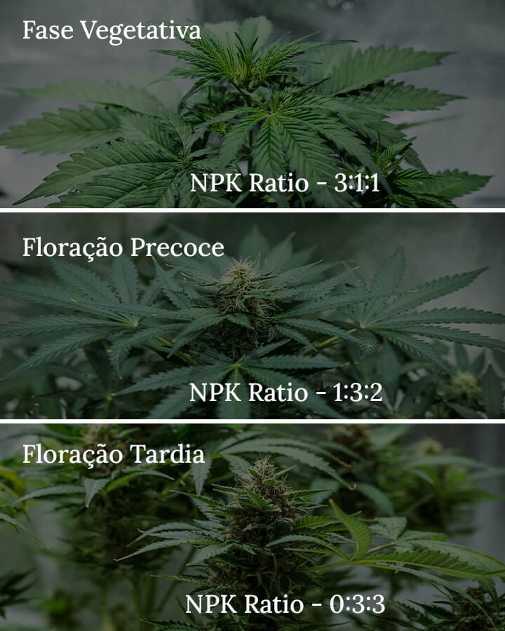 NPK ratio in cannabis