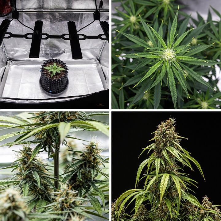 Colagem das fases de crescimento da planta de cannabis Orion F1 Autoflorente: muda sob luz de cultivo, folhas ramificadas, florescimento e botões maduros prontos para a colheita.