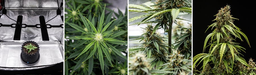 Colagem das fases de crescimento da planta de cannabis Orion F1 Autoflorente: muda sob luz de cultivo, folhas ramificadas, florescimento e botões maduros prontos para a colheita.