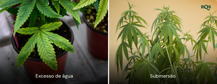 Plantas de cannabis mostrando sintomas de excesso de água com folhas inchadas e amarelas e falta de água com folhas secas e amareladas. Destaque para folhas amarelas de cannabis devido a problemas de rega.