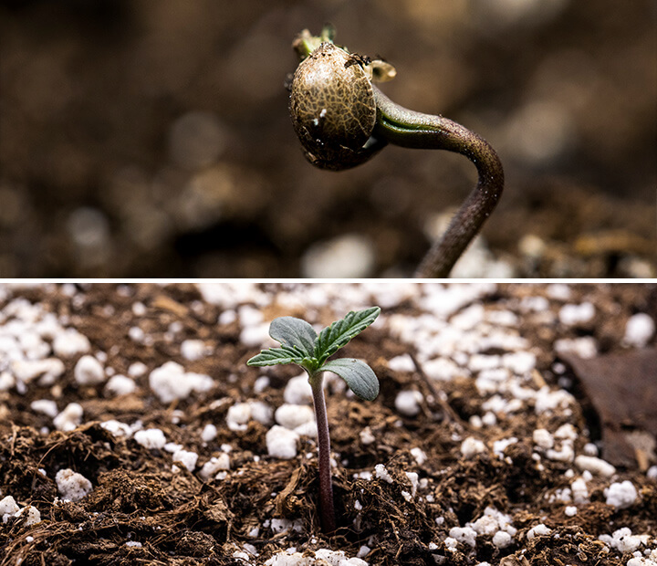 Tríptico de três imagens mostrando a fase de muda da cannabis: a primeira imagem mostra um close-up de uma semente de cannabis, a segunda retrata o processo de germinação com a semente brotando e uma raiz principal visível, e a terceira ilustra uma planta de cannabis com uma semana de idade, com folhas verdadeiras se desenvolvendo. Este guia visual enfatiza as principais fases do crescimento, incluindo a embebição e a transição de semente para muda.