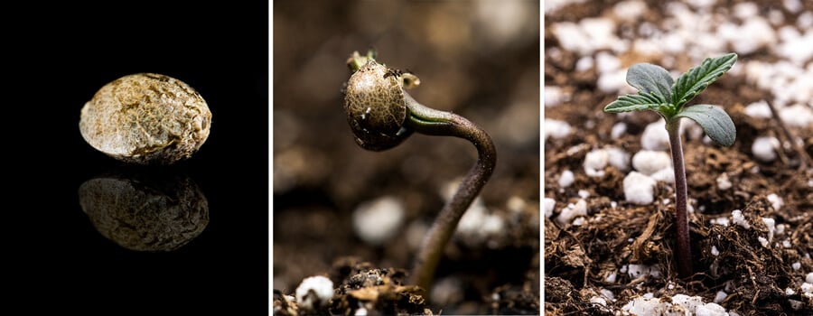 Tríptico de três imagens mostrando a fase de muda da cannabis: a primeira imagem mostra um close-up de uma semente de cannabis, a segunda retrata o processo de germinação com a semente brotando e uma raiz principal visível, e a terceira ilustra uma planta de cannabis com uma semana de idade, com folhas verdadeiras se desenvolvendo. Este guia visual enfatiza as principais fases do crescimento, incluindo a embebição e a transição de semente para muda.