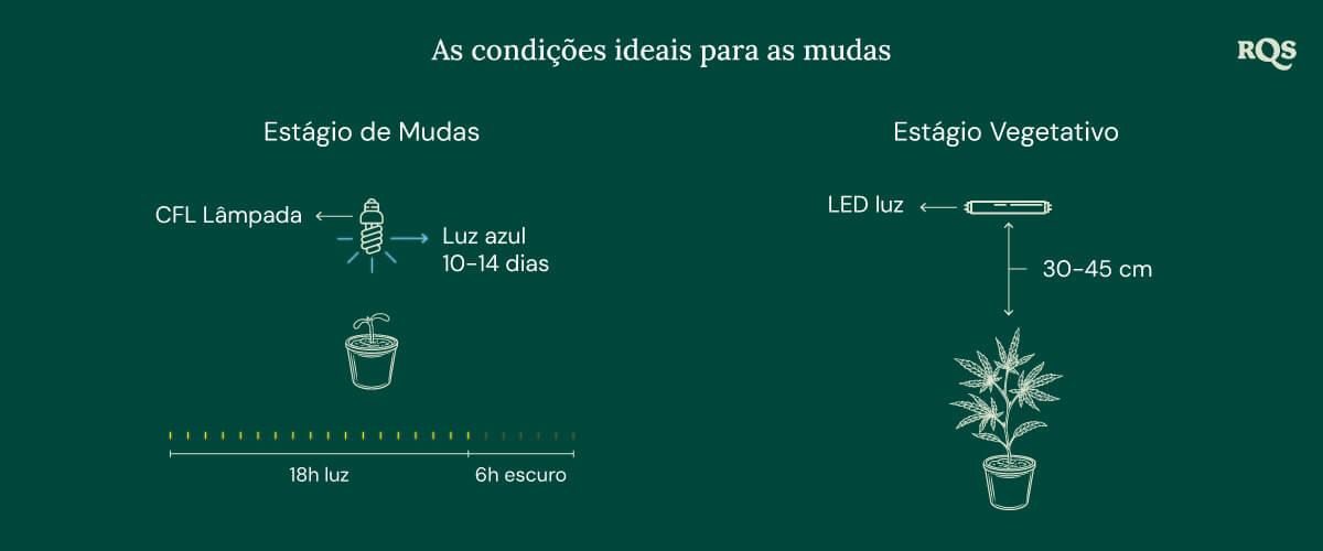 Light Conditions for cannabis seedling