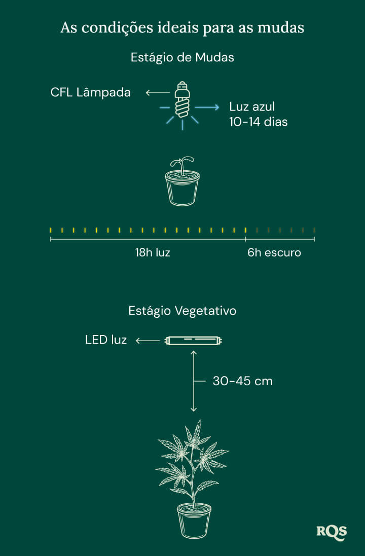 Light Conditions for cannabis seedling