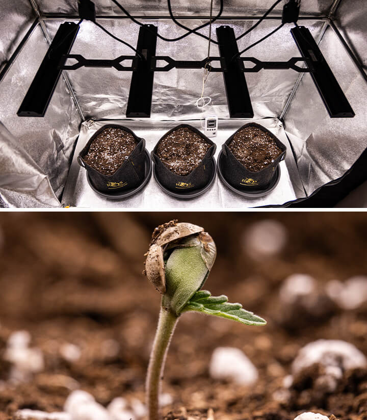 Duas imagens de plantas de cannabis: a primeira mostra uma planta madura com grandes botões crescendo sob luzes LED, enquanto a segunda mostra uma muda de cannabis em seus primeiros estágios de crescimento.