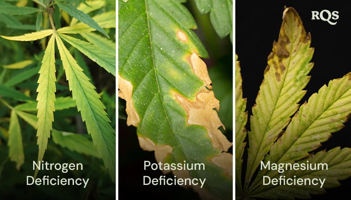 Folhas de cannabis afetadas por deficiências de nitrogênio, potássio e magnésio, com padrões distintos de amarelecimento e escurecimento. Relacionado ao amarelecimento da planta de cannabis de baixo para cima e às pontas amarelas nas folhas de cannabis.