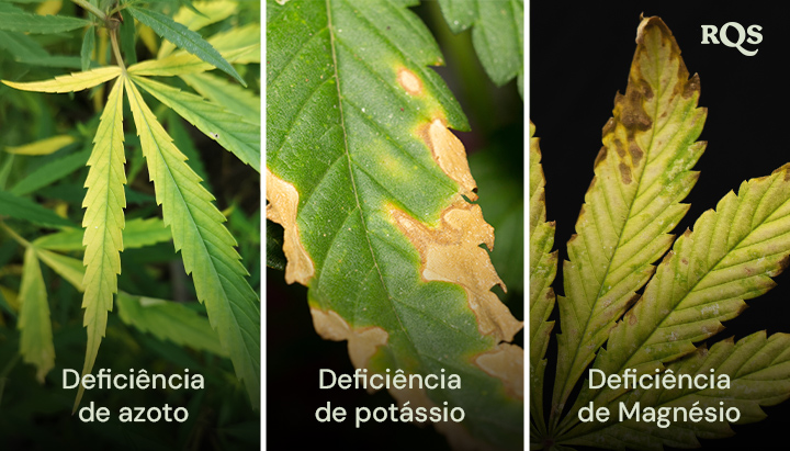 Folhas de cannabis afetadas por deficiências de nitrogênio, potássio e magnésio, com padrões distintos de amarelecimento e escurecimento. Relacionado ao amarelecimento da planta de cannabis de baixo para cima e às pontas amarelas nas folhas de cannabis.