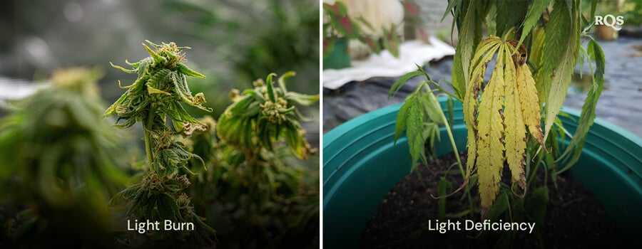 Comparação de folhas de cannabis mostrando danos por queimadura de luz e deficiência de luz, com descoloração amarela e marrom. Relacionado ao amarelecimento de folhas de cannabis devido ao estresse de luz.