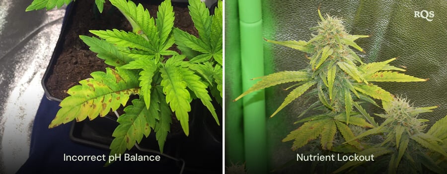 Comparação lado a lado de plantas de cannabis afetadas por desequilíbrio do pH e bloqueio de nutrientes, com amarelecimento e escurecimento visíveis nas folhas. Relacionado a folhas amarelas de cannabis e deficiências de nutrientes.