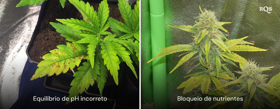 Comparação lado a lado de plantas de cannabis afetadas por desequilíbrio do pH e bloqueio de nutrientes, com amarelecimento e escurecimento visíveis nas folhas. Relacionado a folhas amarelas de cannabis e deficiências de nutrientes.