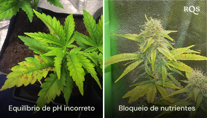 Comparação lado a lado de plantas de cannabis afetadas por desequilíbrio do pH e bloqueio de nutrientes, com amarelecimento e escurecimento visíveis nas folhas. Relacionado a folhas amarelas de cannabis e deficiências de nutrientes.