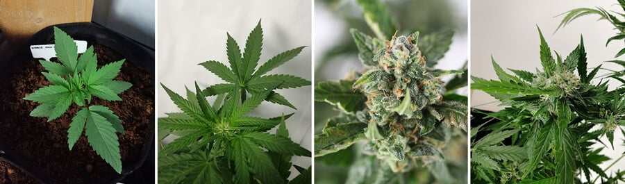 Colagem de 4 fotos da planta de cannabis Bubble Kush Auto, apresentando uma planta jovem, folhas verdes saudáveis e botões resinosos e maduros.