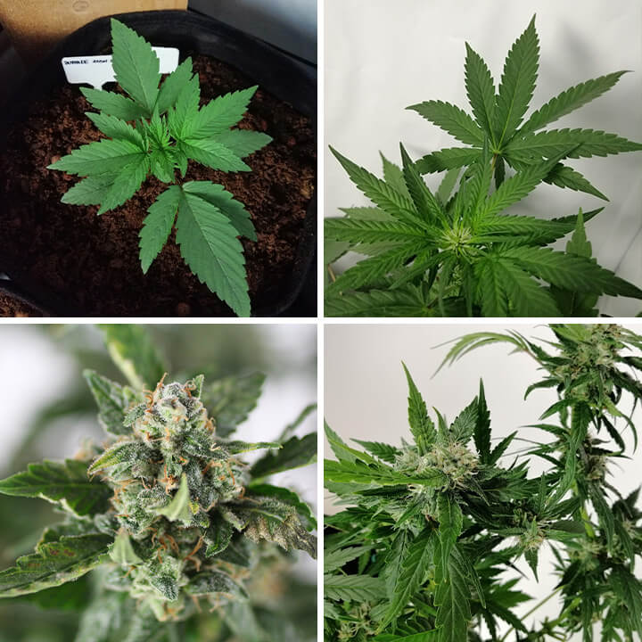 Colagem de 4 fotos da planta de cannabis Bubble Kush Auto, apresentando uma planta jovem, folhas verdes saudáveis e botões resinosos e maduros.