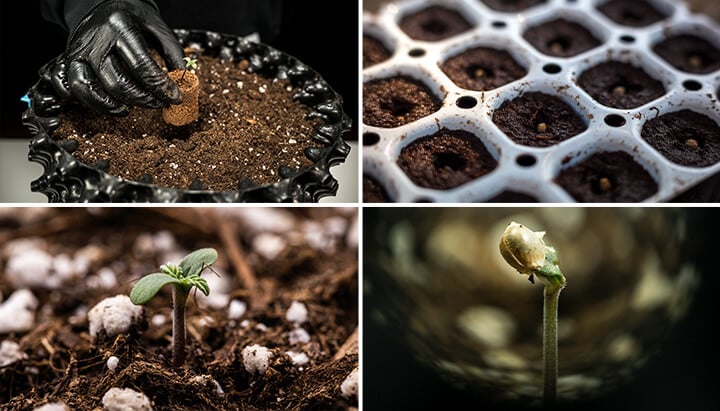 Cannabis Seedlings