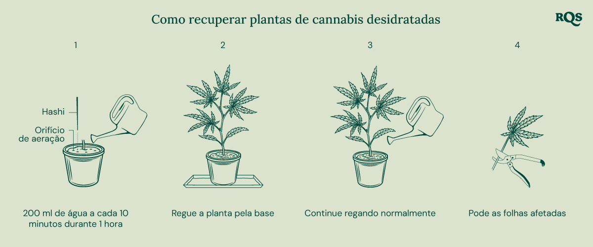 How to fix underwatered cannabis