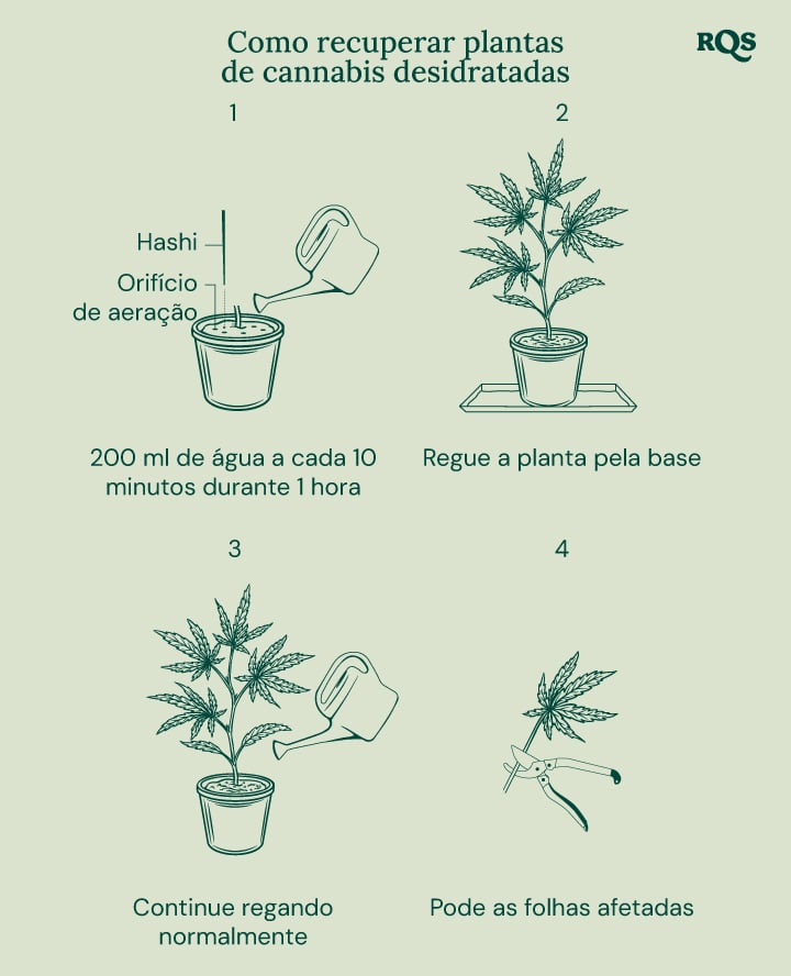 How to fix underwatered cannabis