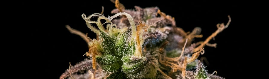 Top blue cannabis strains