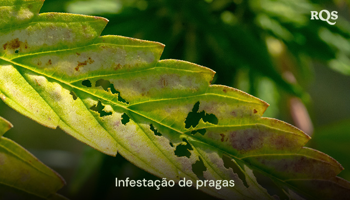 Folha de cannabis danificada por pragas, com buracos e descoloração causada por infestação. Relacionado a manchas amarelas nas folhas de cannabis e amarelecimento relacionado a pragas.