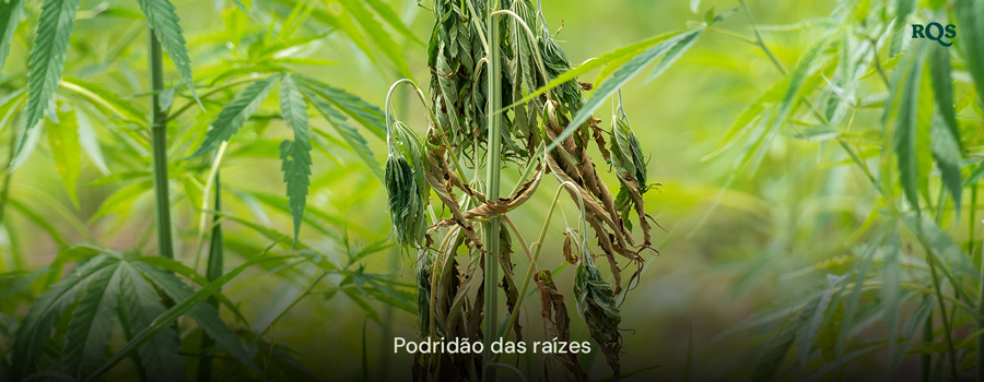 Planta de cannabis afetada pela podridão das raízes, com folhas amarelas e caídas, causada por excesso de rega e drenagem inadequada. Destaque para as folhas amarelas de cannabis e sintomas de maconha amarela.