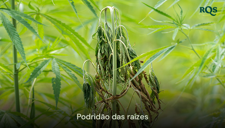 Planta de cannabis afetada pela podridão das raízes, com folhas amarelas e caídas, causada por excesso de rega e drenagem inadequada. Destaque para as folhas amarelas de cannabis e sintomas de maconha amarela.