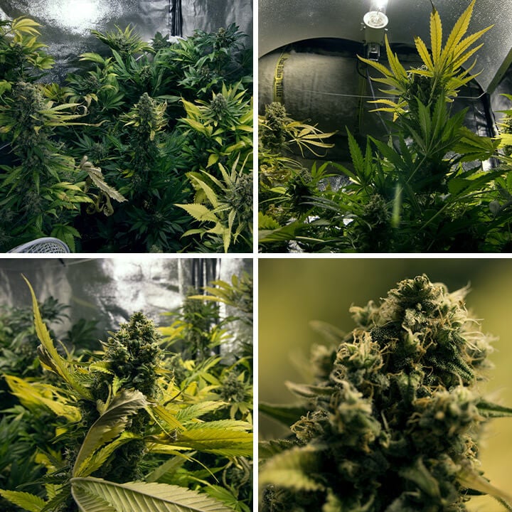 Colagem de quatro fotos mostrando o crescimento de uma planta de cannabis Royal Domina, desde as primeiras folhas verdes até a formação de botões maduros.