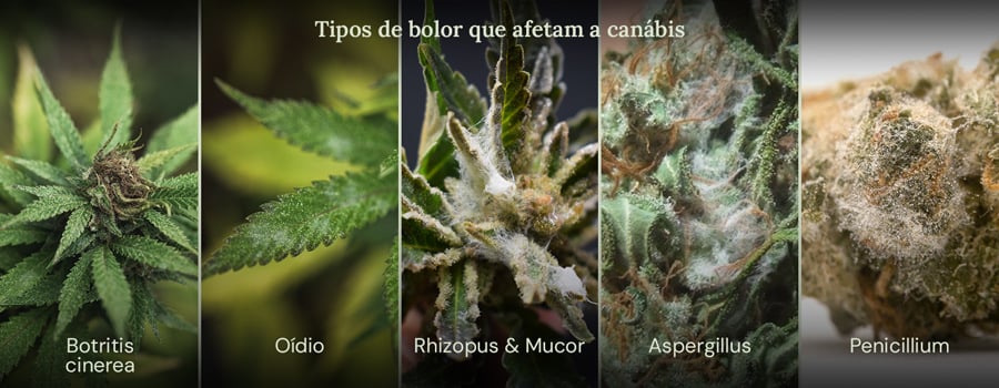 Um collage de imagens mostrando diferentes tipos de mofo que podem afetar as plantas de cannabis. Os tipos de mofo mostrados são Botrytis cinerea, míldio, Rhizopus e Mucor, Aspergillus e Penicillium.