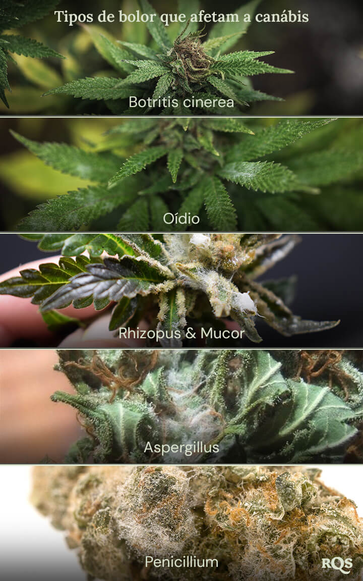 Um collage de imagens mostrando diferentes tipos de mofo que podem afetar as plantas de cannabis. Os tipos de mofo mostrados são Botrytis cinerea, míldio, Rhizopus e Mucor, Aspergillus e Penicillium.