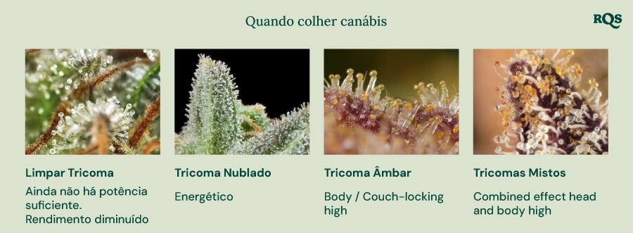 Um guia visual para a colheita da cannabis baseado na cor dos tricomas. Mostra quatro estágios: tricomas claros (não suficientemente potentes), tricomas leitosos (efeito energético), tricomas âmbar (efeito corporal/sedativo) e tricomas mistos (efeito equilibrado corpo e mente).