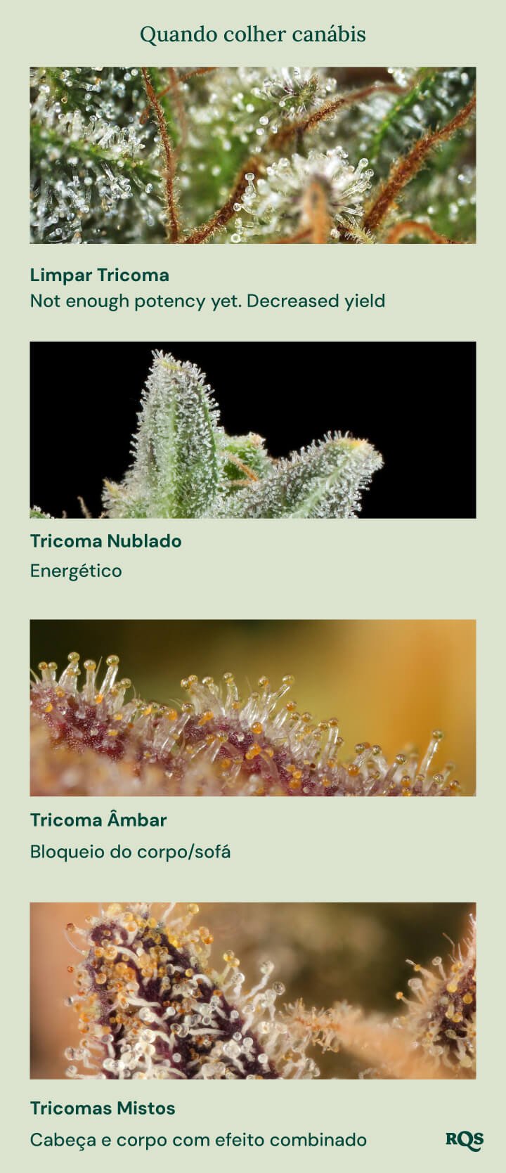 Um guia visual para a colheita da cannabis baseado na cor dos tricomas. Mostra quatro estágios: tricomas claros (não suficientemente potentes), tricomas leitosos (efeito energético), tricomas âmbar (efeito corporal/sedativo) e tricomas mistos (efeito equilibrado corpo e mente).