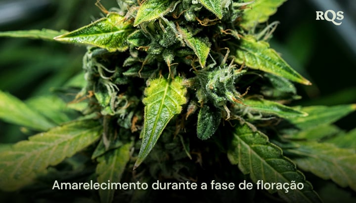 Close-up de folhas de cannabis amareladas durante a fase de floração, mostrando sinais de senescência ou deficiência nutricional potencial. Relacionado a folhas amarelas durante a floração.