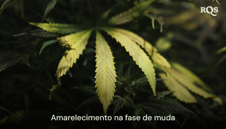 Folhas de cannabis amarelando durante a fase vegetativa, destacando sintomas de deficiências nutricionais ou problemas de rega. Relacionado a folhas amarelas durante a vegetação.