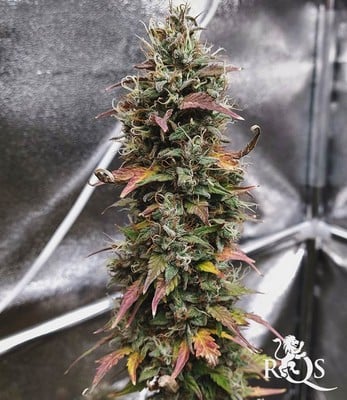 Stress Killer Automática CBD Stress Killer Automática CBD