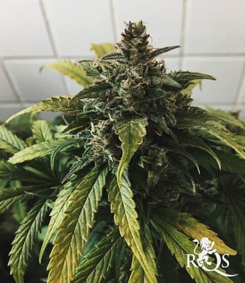 Stress Killer Automática CBD Stress Killer Automática CBD